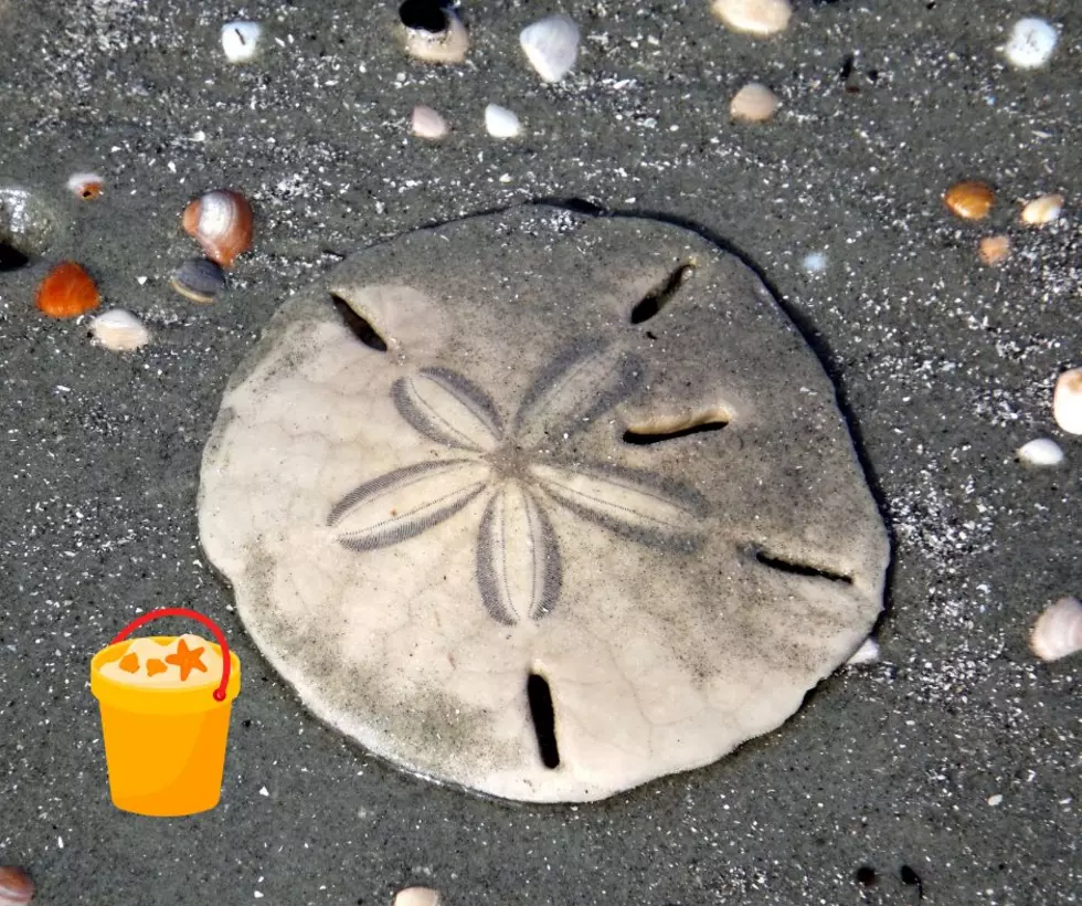 Hidden Jersey Shore Treasure: This Monmouth County Beach Is One of the Best Places to Find Sand Dollars