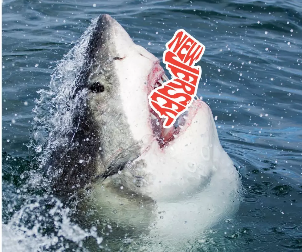 The 9 Sharks Swimming Off the Jersey Shore, Wow, Who Knew?
