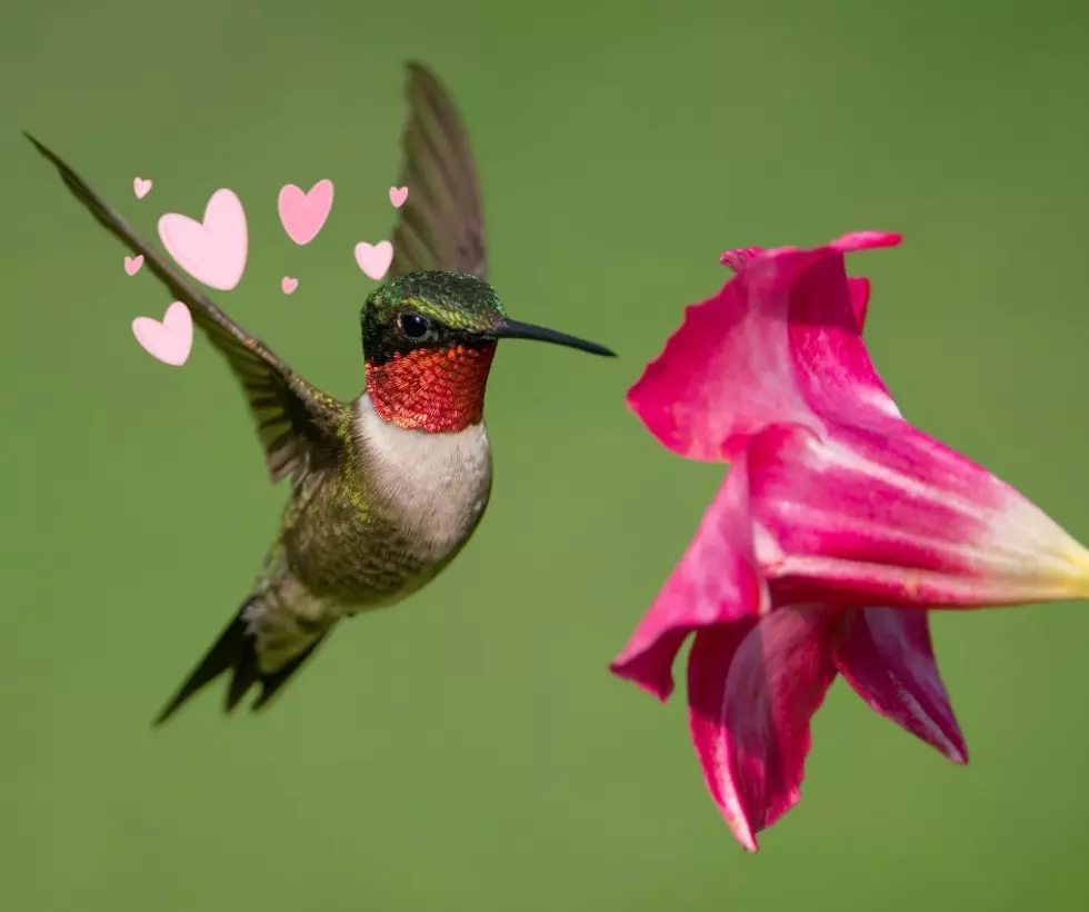 One of America’s Most Charming Hummingbird Gardens Is Hidden Right Here in New Jersey