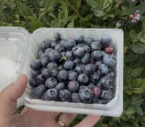 The Complete Blueberry Picking Checklist 