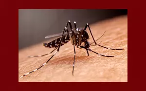 Mosquitos In Monmouth County Found with West Nile Virus