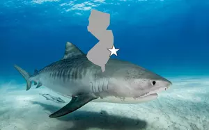 Large Tiger Shark Caught Off Ocean County