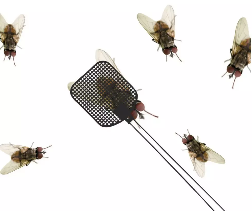 Flies Are Out of Control in NJ: My Husband the Bug Expert Has 5 Tips to Help Get Rid of Them