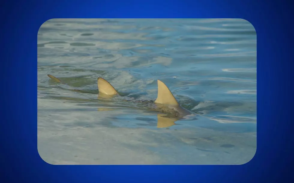 Is That A Shark Going Down The Road At The Jersey Shore?