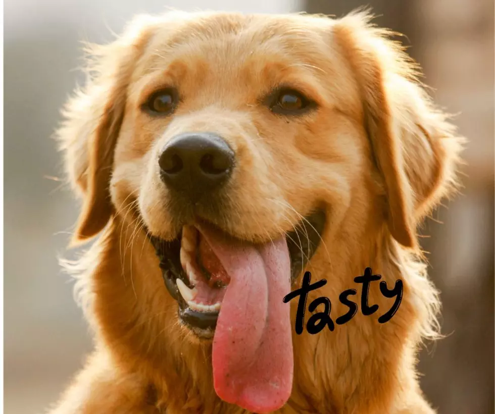 There’s a New Girl Scout Cookie for Our Dogs, And They Will Love it!