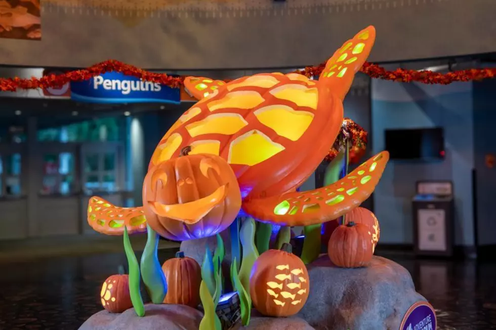 You Can’t Miss These Giant Glowing Pumpkins Underwater in New Jersey