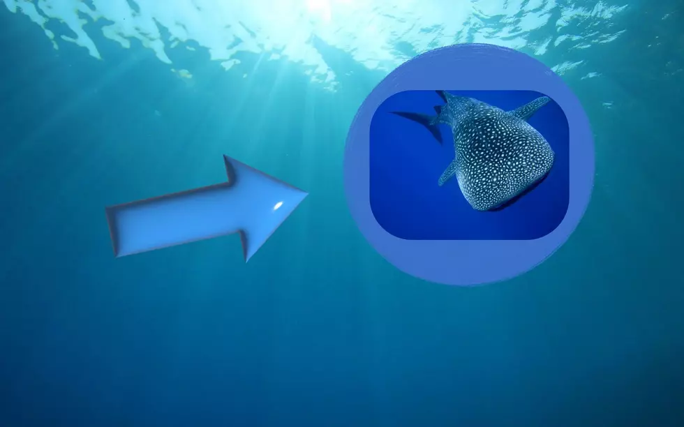 A Gigantic Whale Shark Is Spotted Off The Jersey Shore