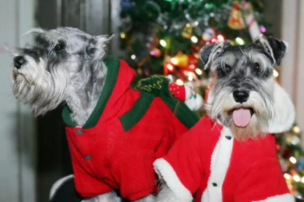 Pets Dress Up For Christmas