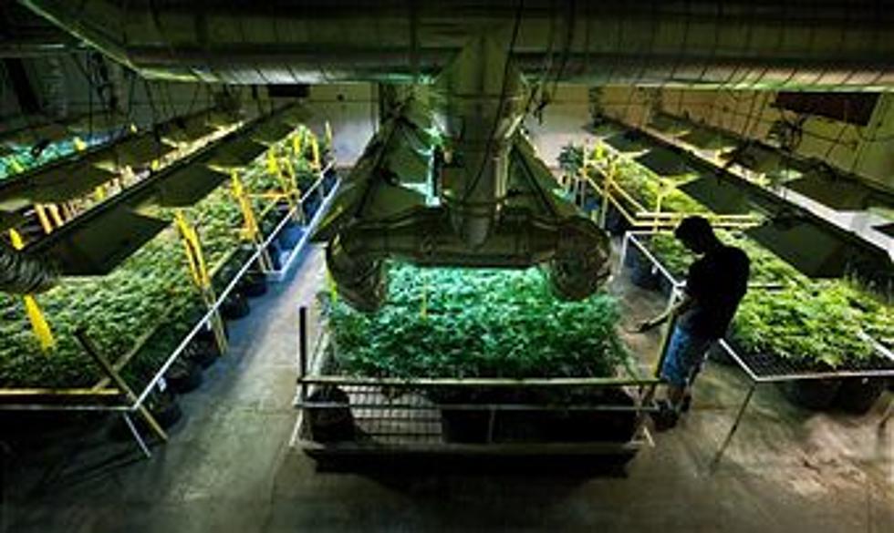 Plumsted Township Considers Medical Marijuana Farm