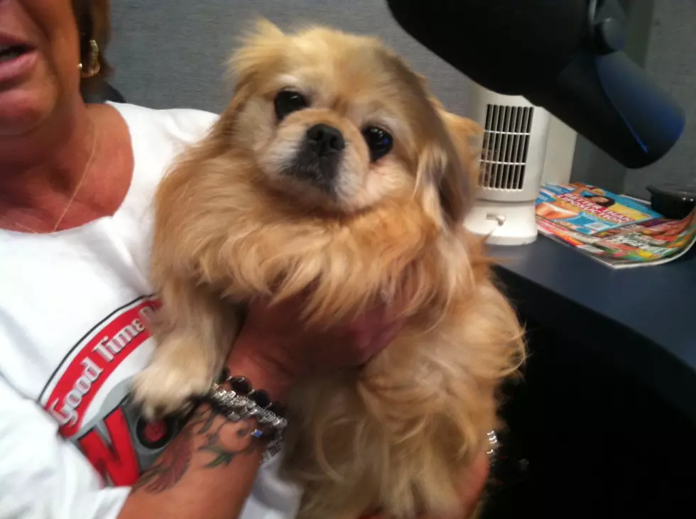 Help Find Herman The Pekingese A Forever Home! [PHOTOS]