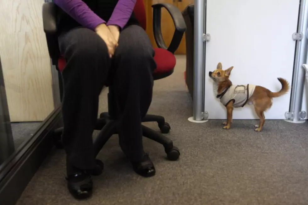 Would You Want To Work In A Dog-Friendly Office? [POLL]