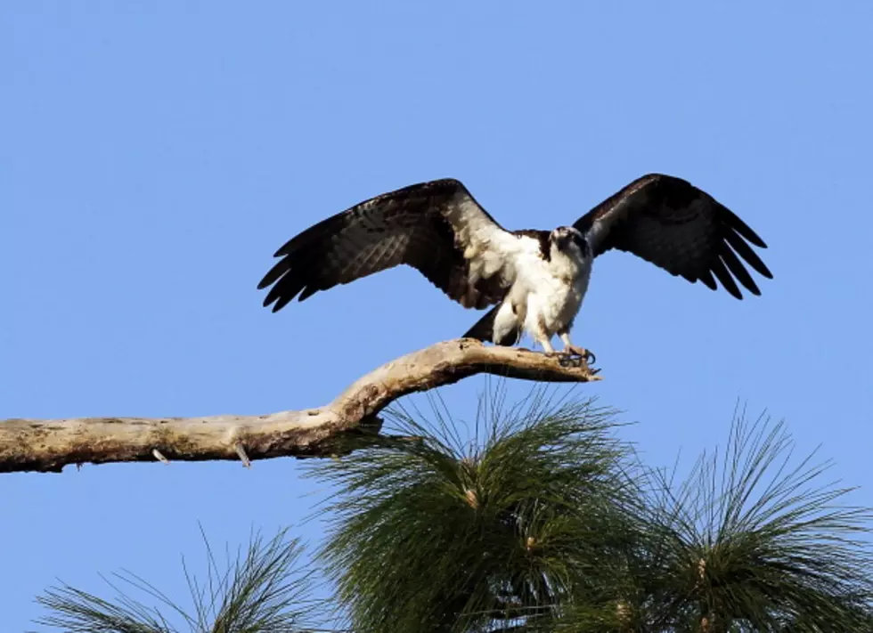 Live Osprey Cam At Island Beach State Park