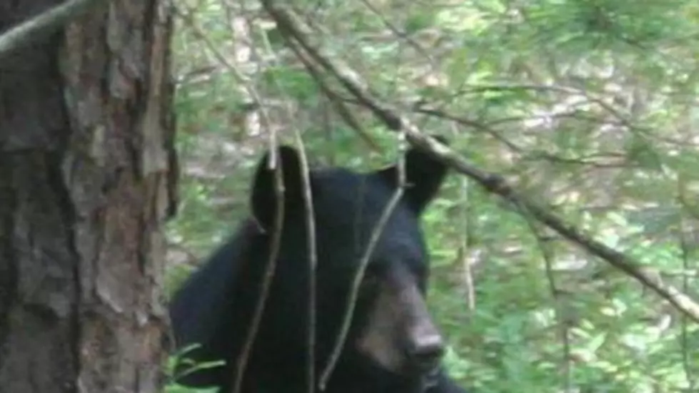 Bear From New Jersey Captured In Connecticut