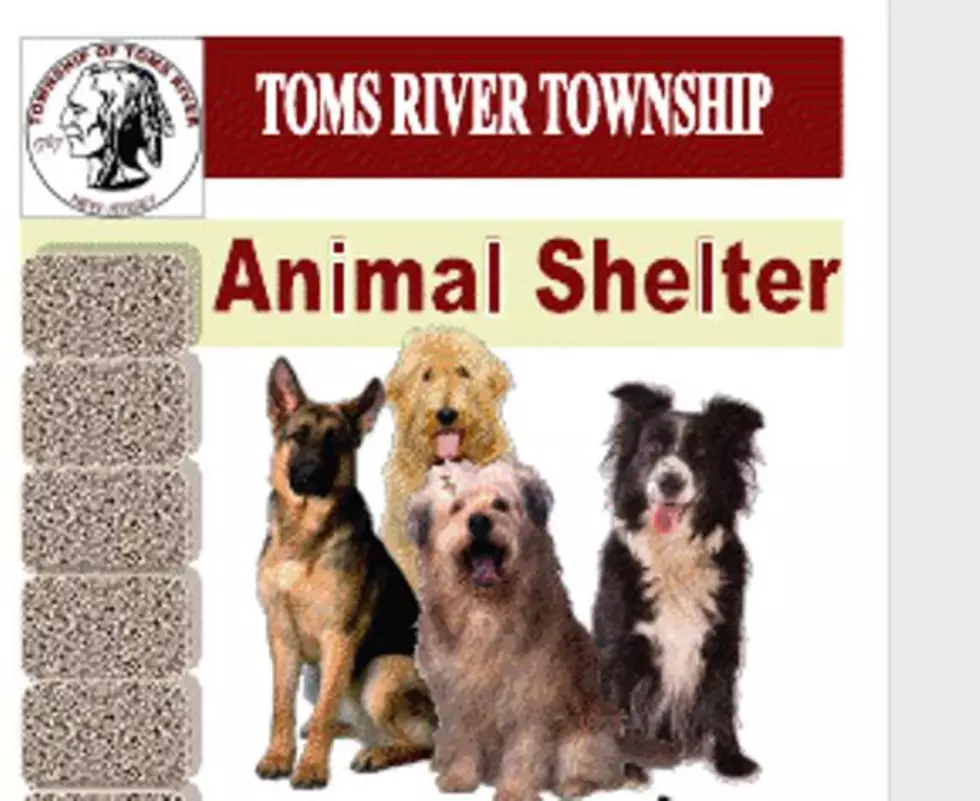Marianne to Join Committee of New Toms River Township Animal Shelter
