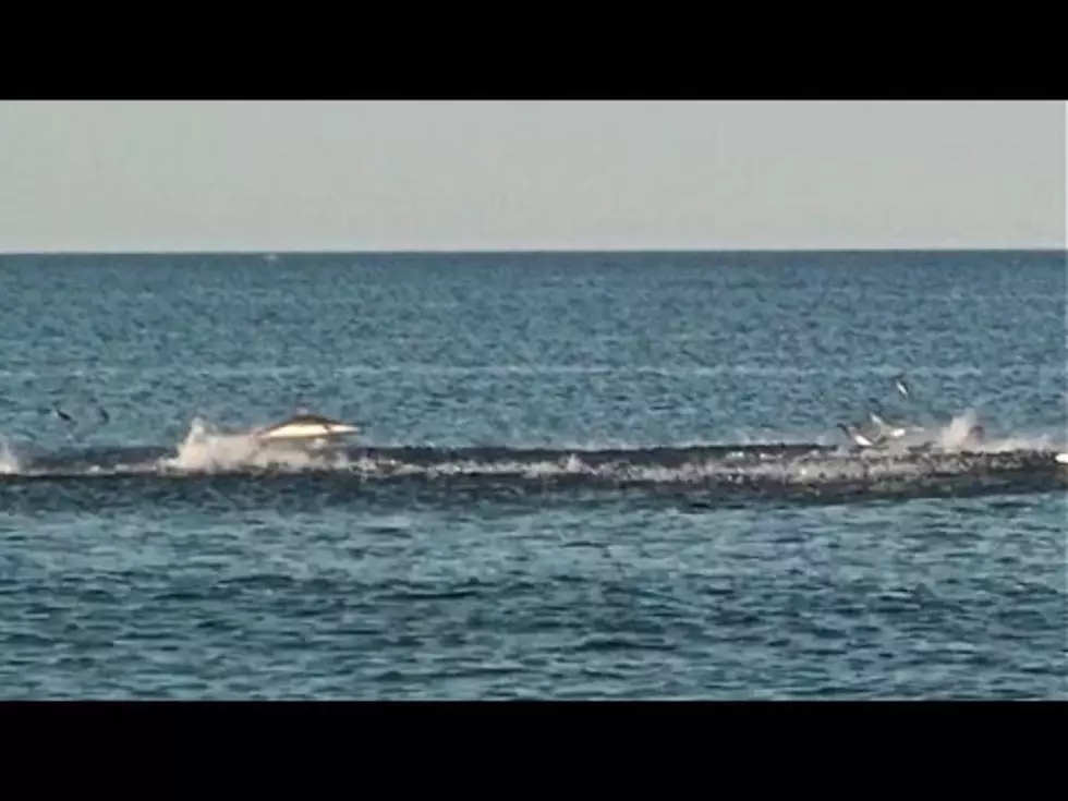 Shark Feeding Frenzy off Island Beach State Park [VIDEO]