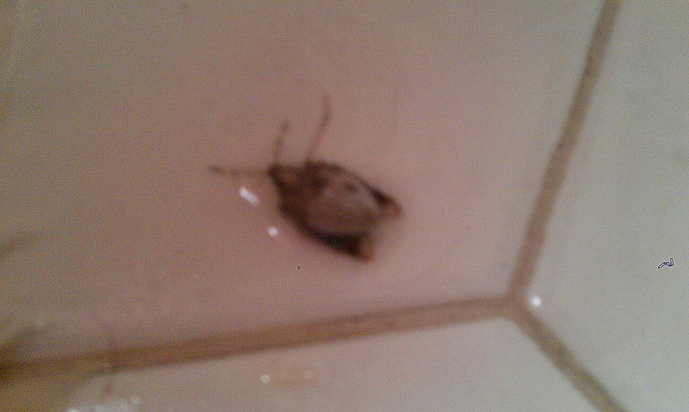 Helpful Hints – Kill Stink Bugs Without the Stink!