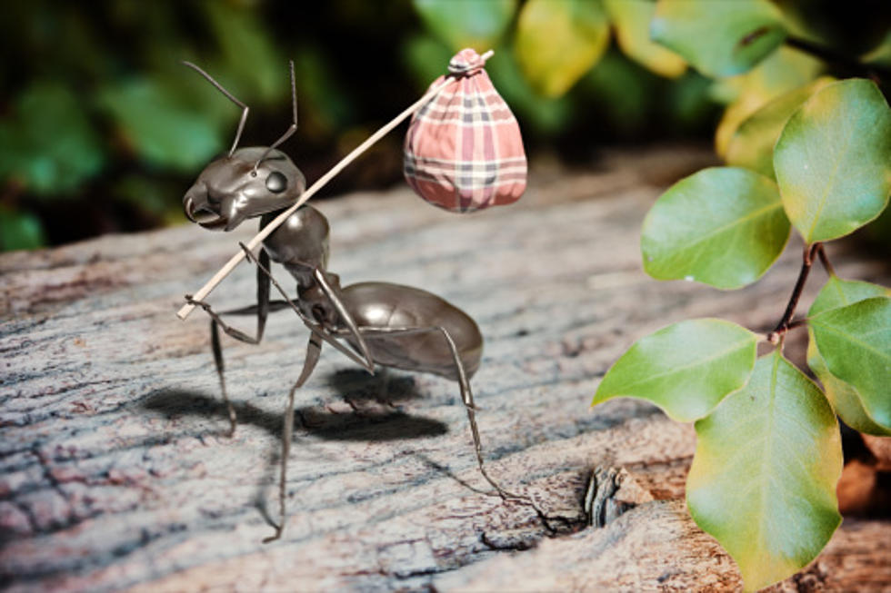 Helpful Hint – How to Get Rid of Ants