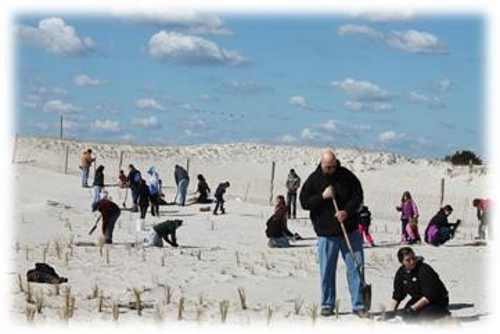 Massive dune grass planting Saturday at Island Beach State Park