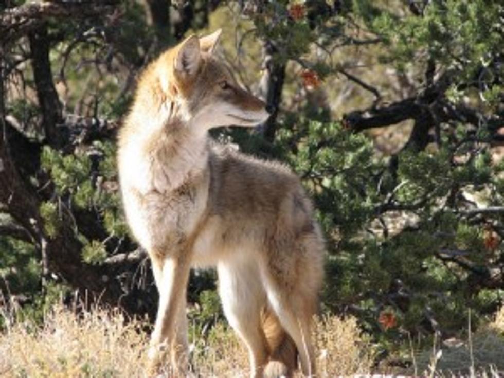 Animal attack spurs coyote alert in Manchester