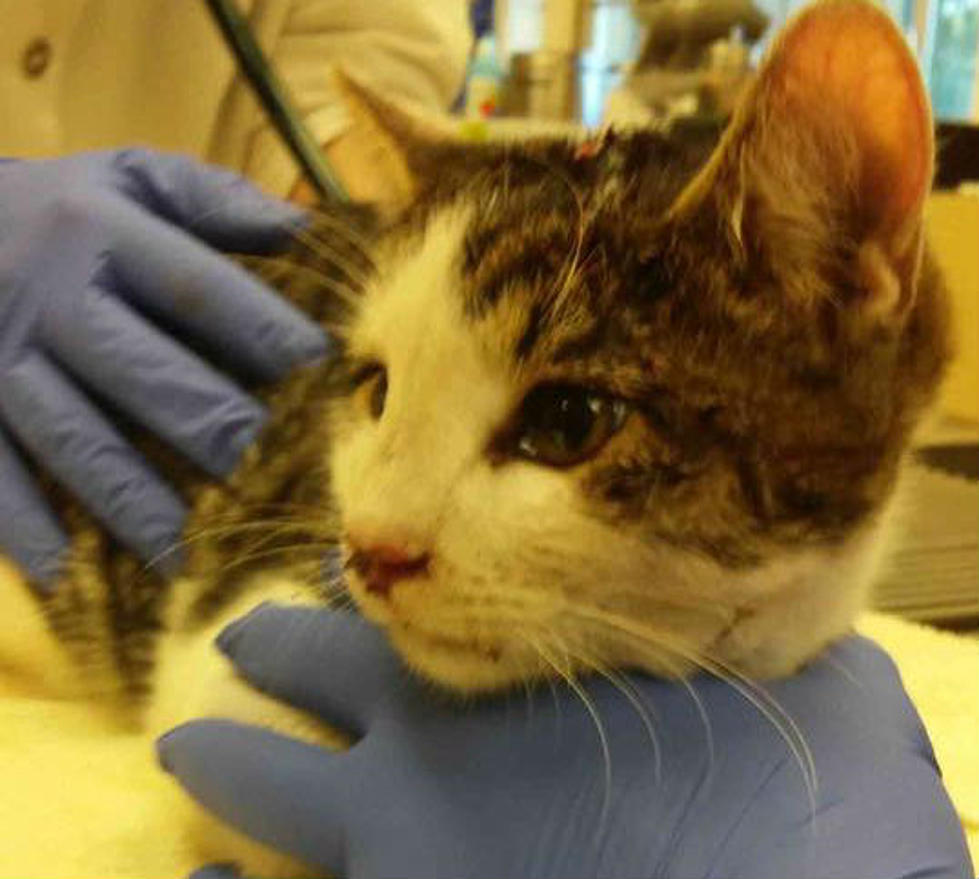 One cat dies, another clings to life &#8211; Stafford animal officers seek answers