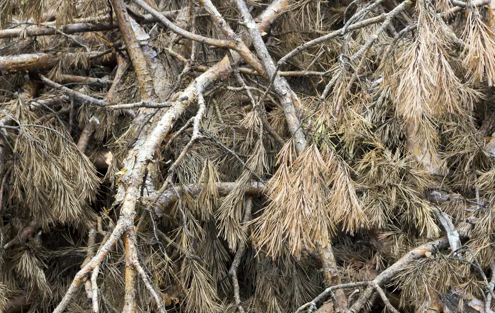 Southern Pine Beetles doom longstanding trees in Stafford