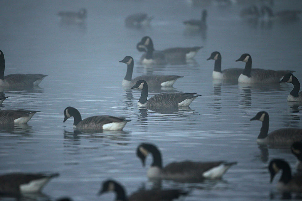 Edgewater’s done killing geese … because it’s running out of them