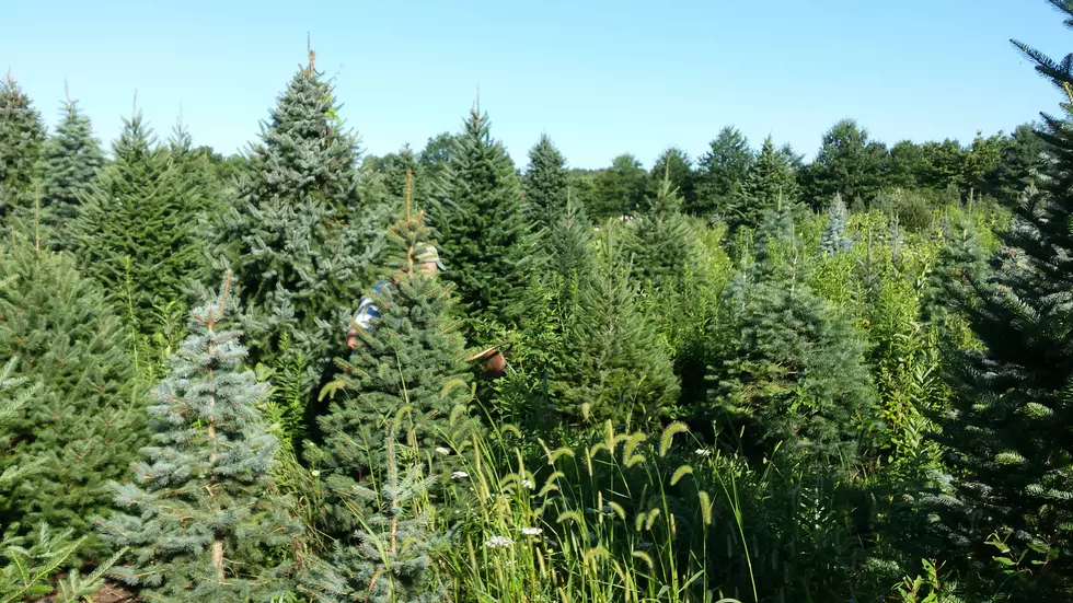 Christmas tree supply &#8216;unlimited&#8217; in NJ this season