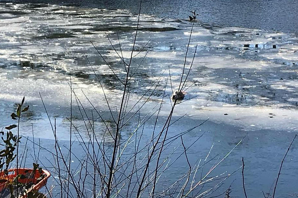 Howell cops save goose-chasing dog from frozen pond