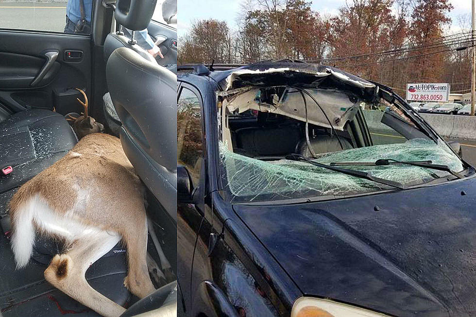 Deer crashes through NJ woman’s SUV, ends up in backseat