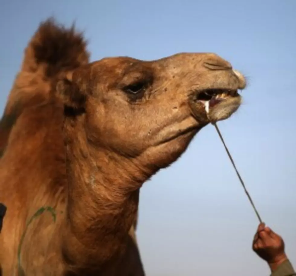 Camel Predicts A Giants Win On Sunday