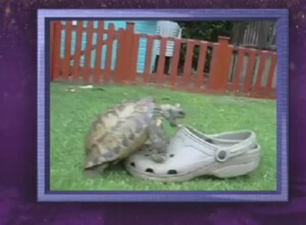 Actor Narrates While Turtle Mates With…..Shoe [VIDEO]