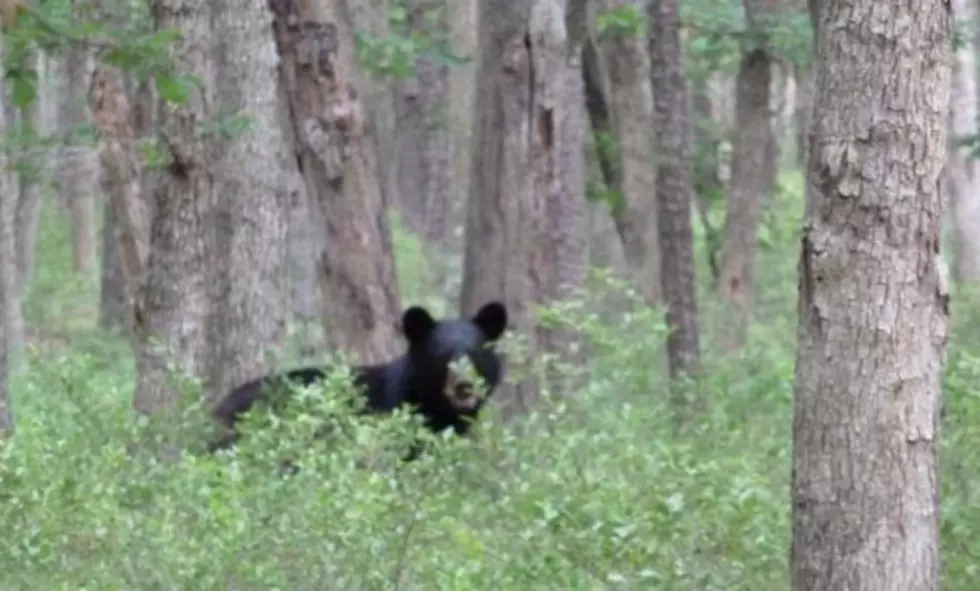Confirmed Bear Sightings In Winslow Township
