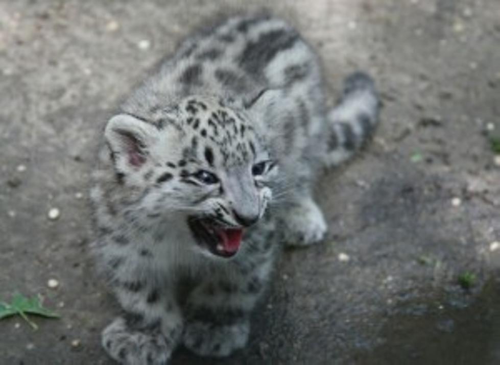 Cape May County Zoo Introduces Snow Leopard Babies