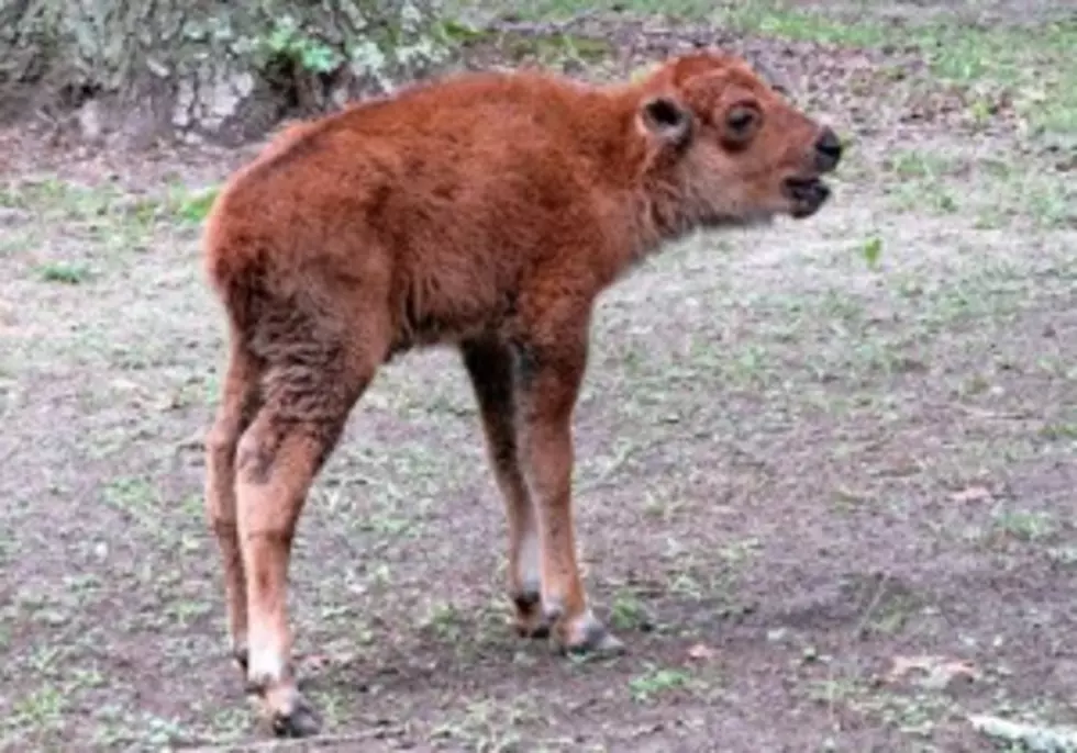 Baby Bison Doing Well at the Cape May County Zoo!