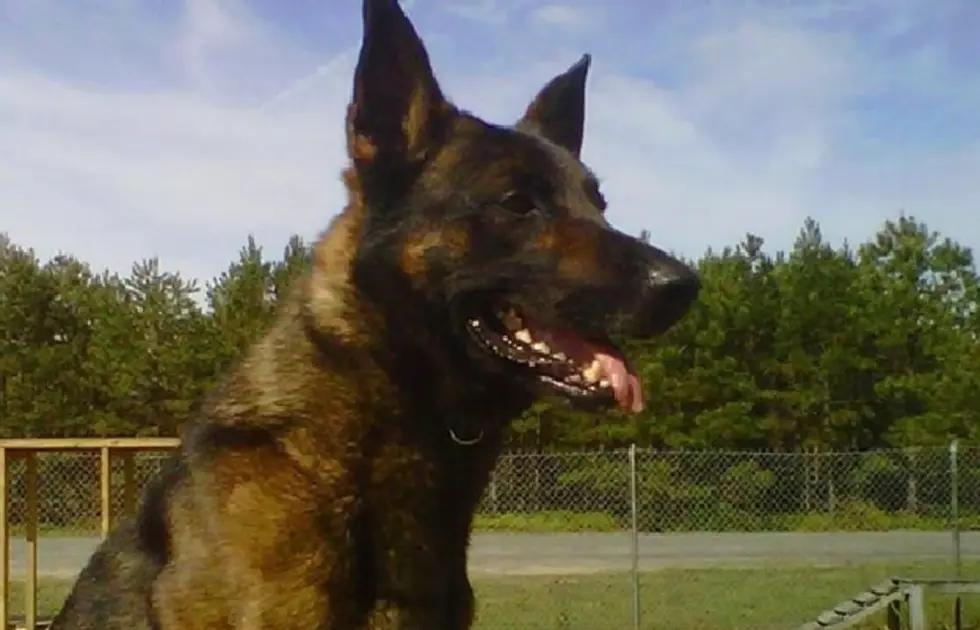 EHT Police Dog Released From Hospital