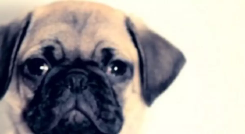 Wrecking Ball Parody Starring a Cute Pug!  [VIDEO]