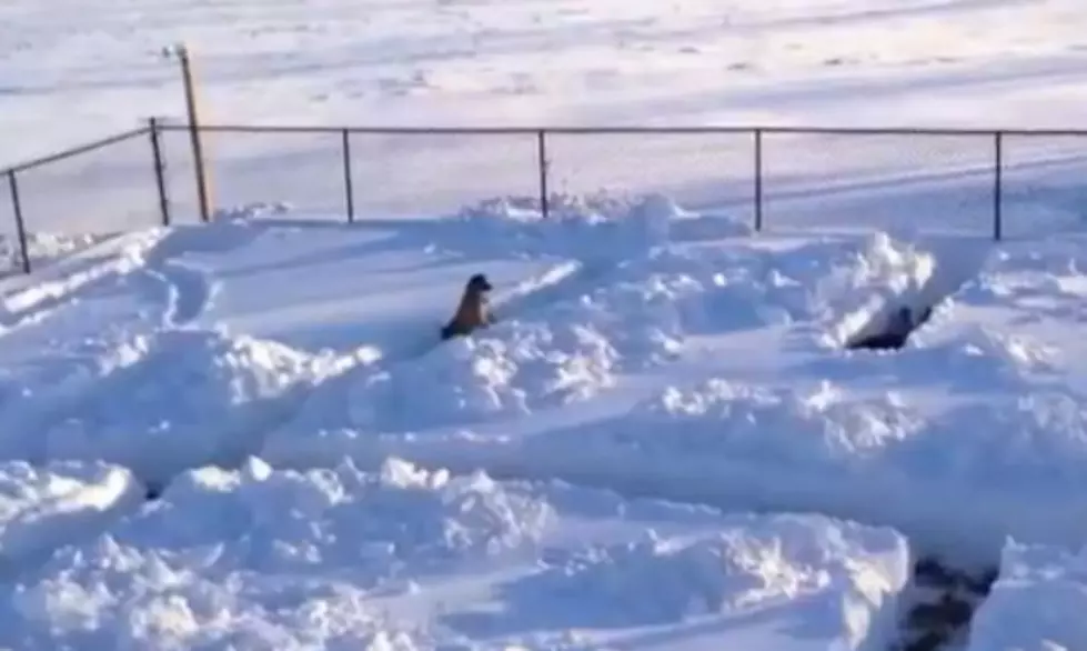Got Snow? Build a Dog Maze! [VIDEO]