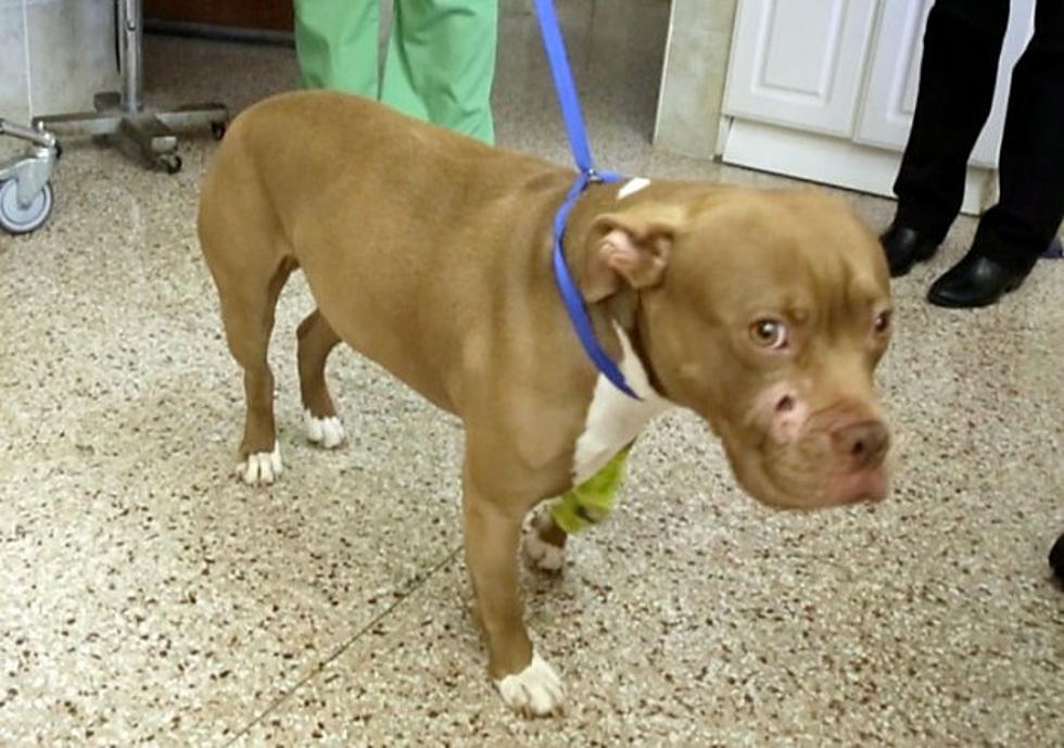 Ocean County Couple Finds and Rescues a Dog That Was Shot in the Face [VIDEO]