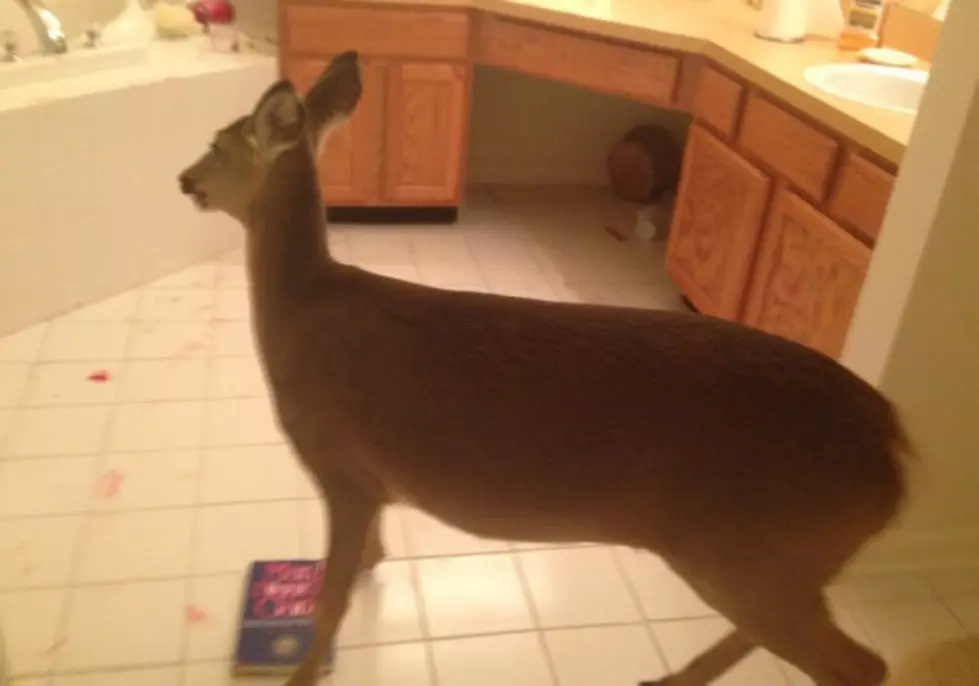 Deer Breaks into Galloway Home
