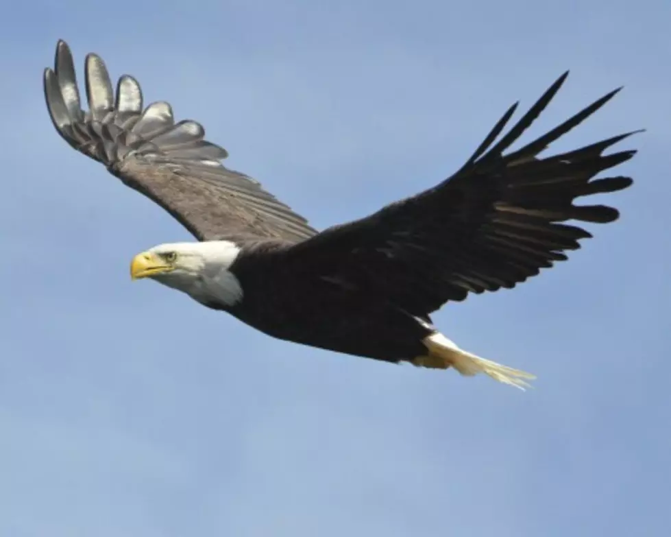 NJ&#8217;s Bald Eagle Population Hits Record High