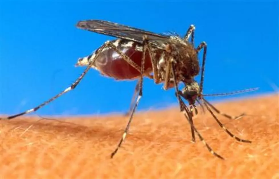 Why Are Mosquitoes Attracted To You?