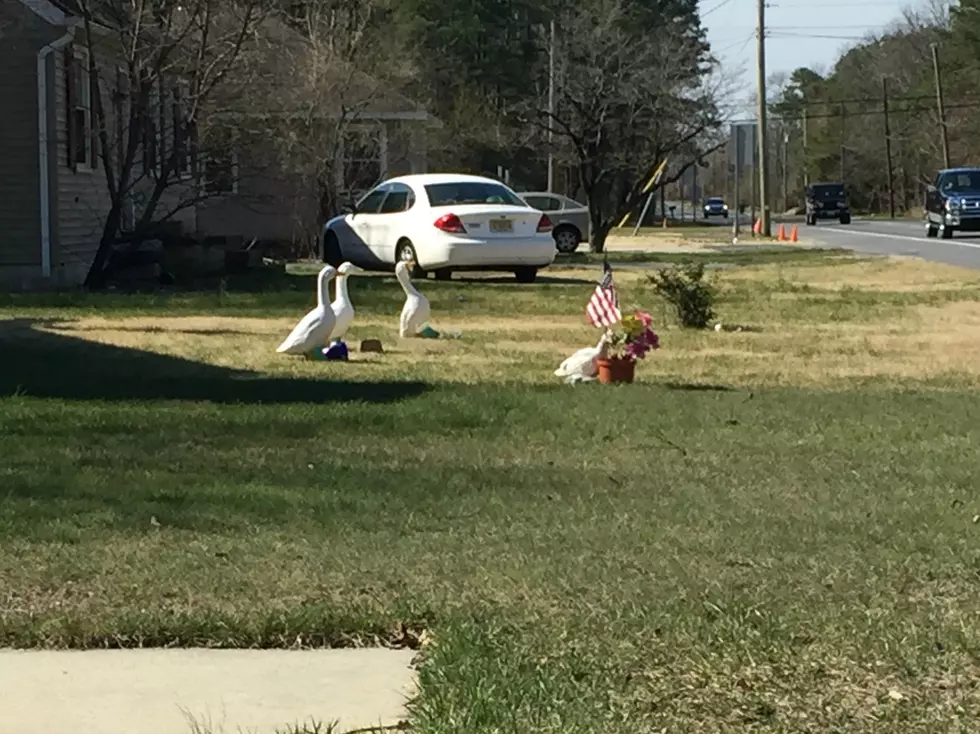 What&#8217;s Up With the Ducks at This Egg Harbor City House? [UPDATED]