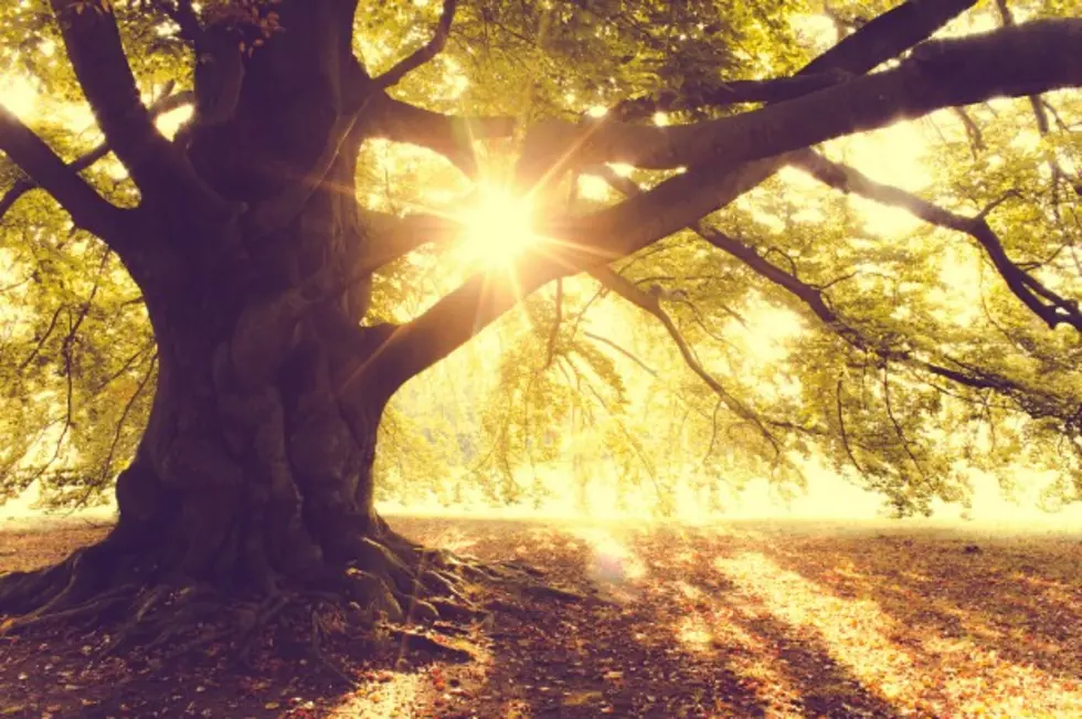 Oak Tree in Salem is the Oldest in New Jersey