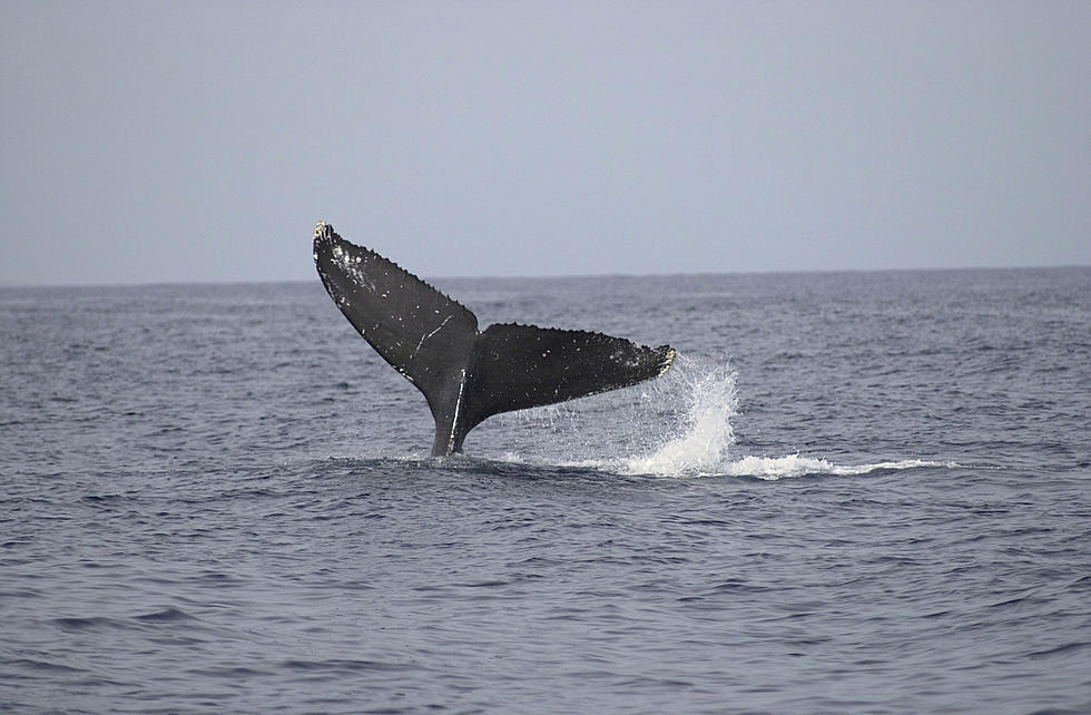 Playful Whale Splashes Around Off the Coast of Ocean County [WATCH]