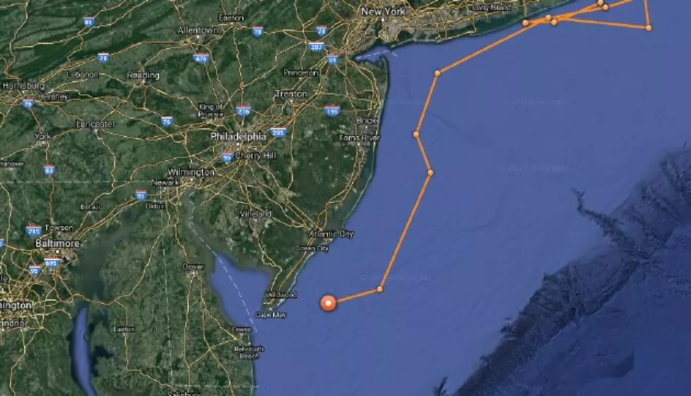 Great White Shark Swims Toward Cape May