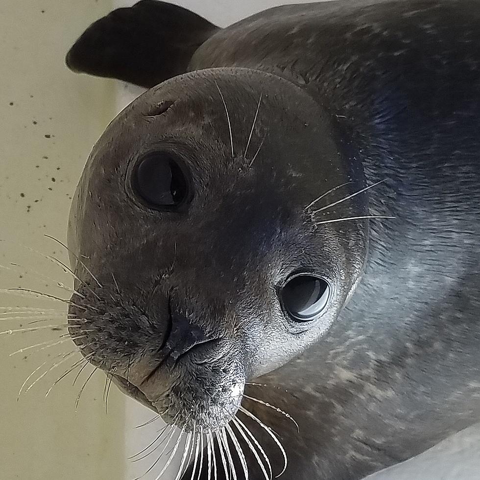 A Mild Winter Means Fewer Seal Rescues at the Jersey Shore