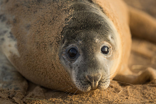 Seals are coming to Jersey Shore beaches. Don't touch them