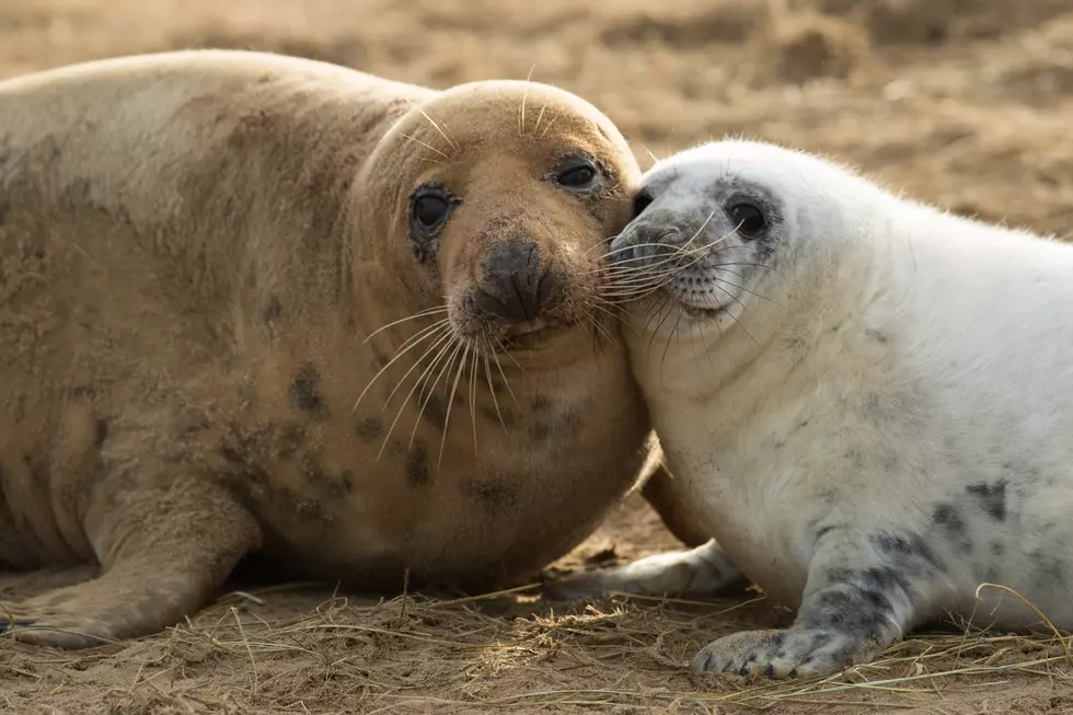 Seals Taking Over NJ Beaches
