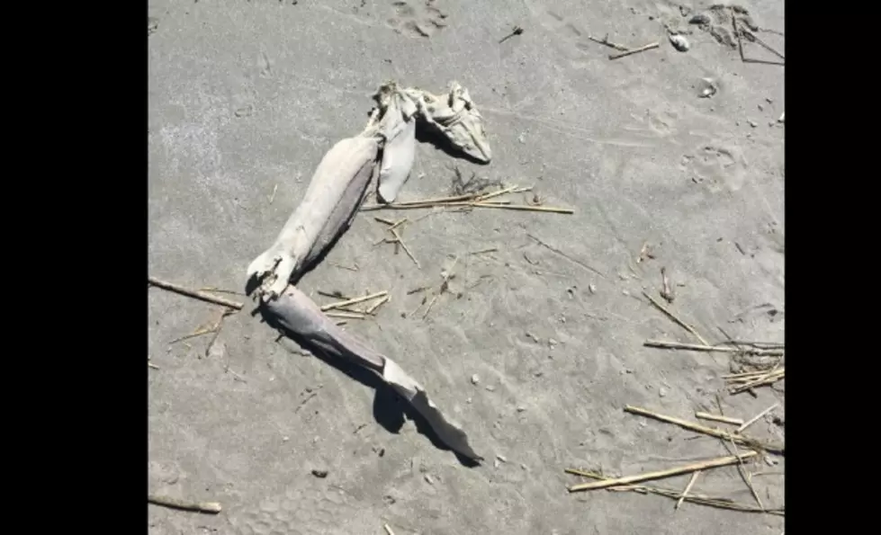 Remains of Sea Monster Washes Up on Longport Dog Beach