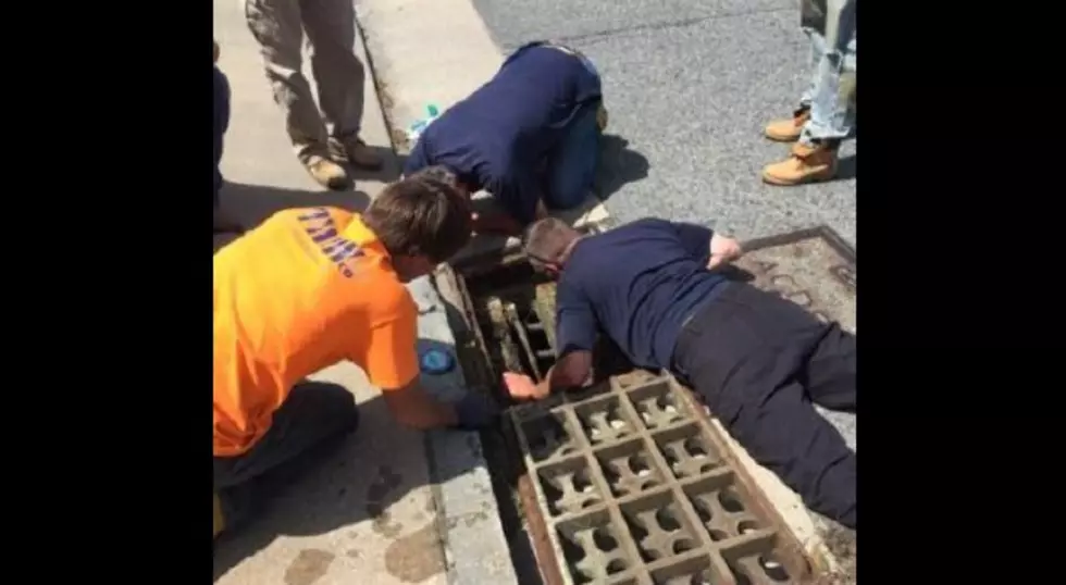 Atlantic City Police and Citizens Save Ducklings